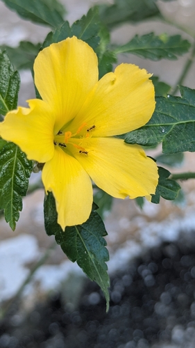 Yellow alder