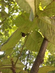 Phylloxera caryaegummosa