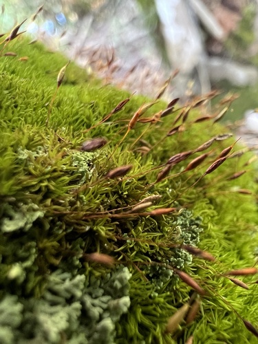 Syrrhopodon incompletus observed 2024-12-31