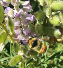 Bombus centralis