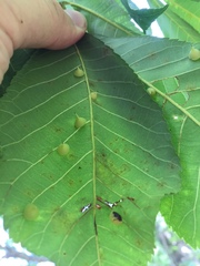 Caryomyia sanguinolenta