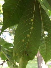 Caryomyia sanguinolenta