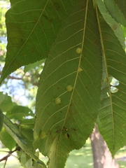 Caryomyia sanguinolenta