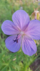 Geranium pratense