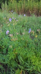 Geranium pratense