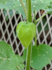 Physalis heterophylla