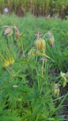 Geranium pratense
