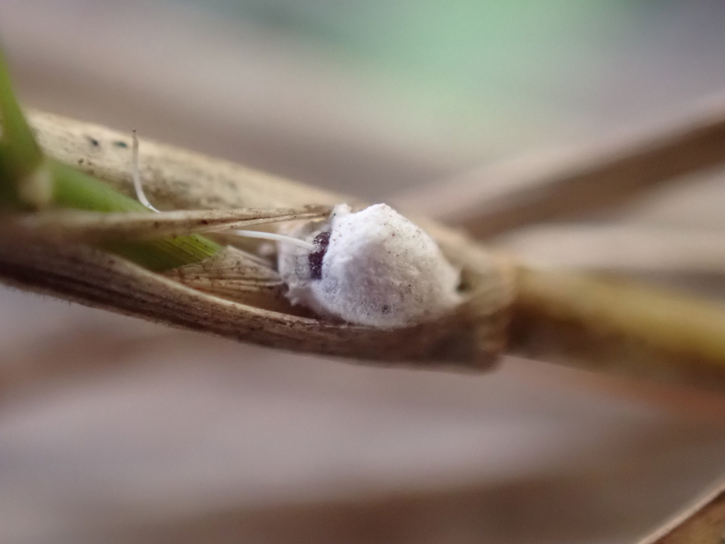 felted grass coccid