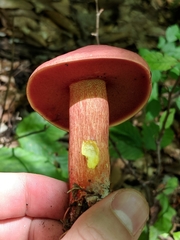 Boletus carminiporus