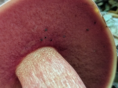 Boletus carminiporus