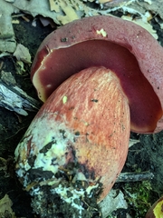 Boletus carminiporus