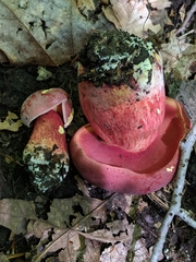 Boletus carminiporus