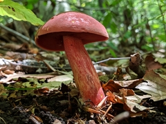 Boletus carminiporus