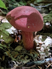 Boletus carminiporus