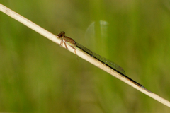 Argentagrion ambiguum