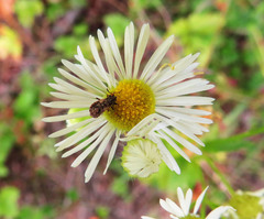 Nithecus jacobaeae