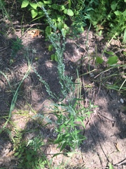 Chenopodium pratericola