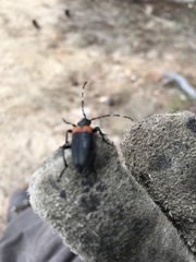 Stictoleptura canadensis