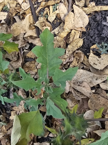 Image of Datura quercifolia by (c) Erick Vélez Sánchez, some rights reserved (CC BY)
