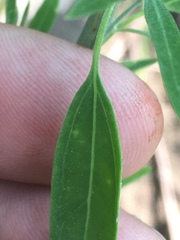 Chenopodium pratericola