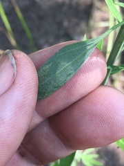Chenopodium pratericola