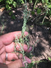 Chenopodium pratericola