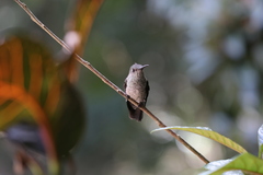 Eupetomena cirrochloris