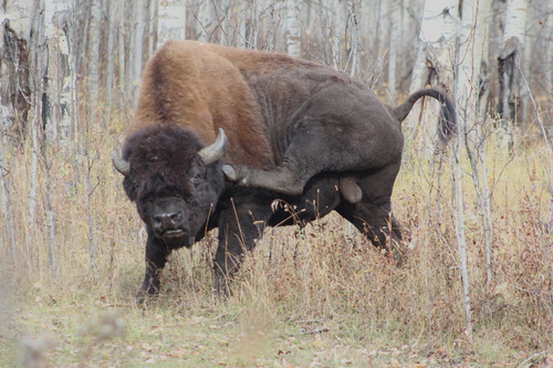 American Bison