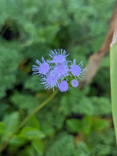 Cape Sable Whiteweed (Ageratum littorale)
