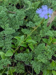 Ageratum littorale, photograph (c) Dominic Gentilcore, some rights reserved (CC BY)