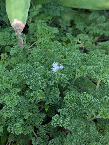 Ageratum littorale, photograph 3