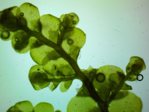 Radula obconica