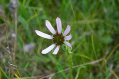 Echinacea tennesseensis