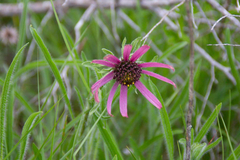 Echinacea tennesseensis