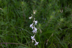 Delphinium carolinianum