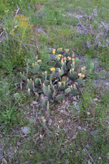 Opuntia cespitosa