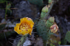 Opuntia cespitosa