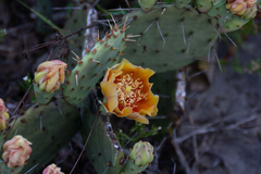 Opuntia cespitosa