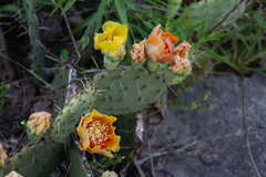 Opuntia cespitosa