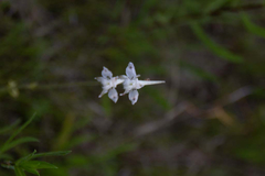 Delphinium carolinianum