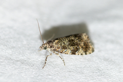 Olethreutes astrologana