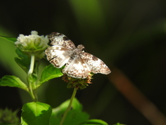 Chiomara georgina georgina