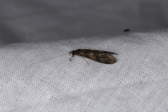 Mystacides longicornis