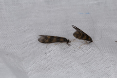 Mystacides longicornis