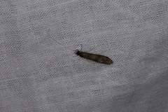 Mystacides longicornis