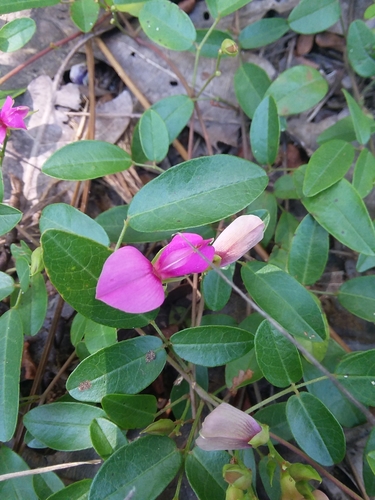 Image of Galactia microphylla by (c) Will McFarland, some rights reserved (CC BY)