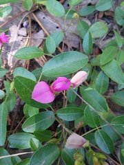 Galactia microphylla