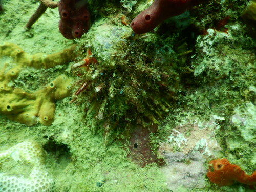 Spondylus americanus, 2024-10-13