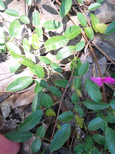 Image of Galactia microphylla by (c) Will McFarland, some rights reserved (CC BY)