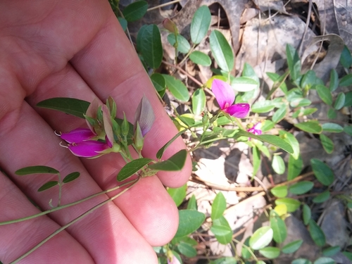 Image of Galactia microphylla by (c) Will McFarland, some rights reserved (CC BY)